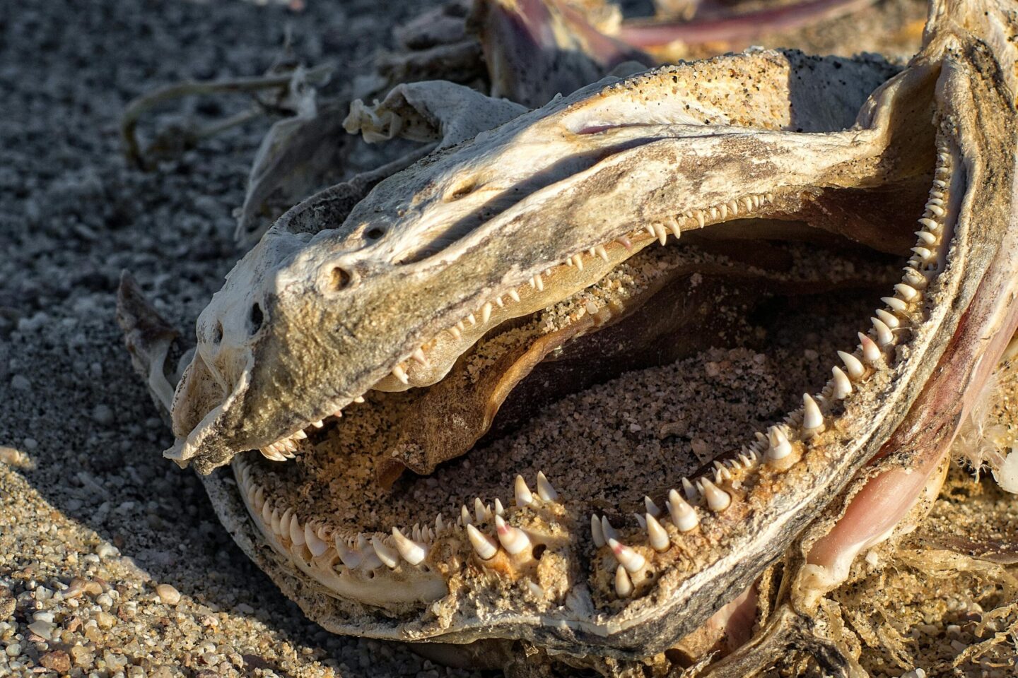 Dunkleosteus – pancerny drapieżnik dewonu i jedna z najbardziej fascynujących ryb prehistorycznych